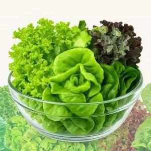 부여 유러피안 채소 1kg 3-5종 유럽피안샐러드 유러피안샐러드 유럽 샐러드 채소 유럽