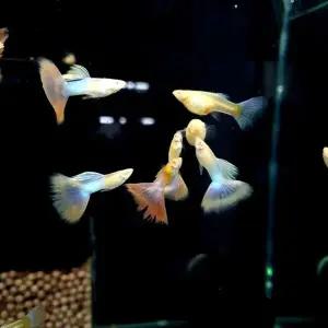 폭탄 번식하는 고정구피