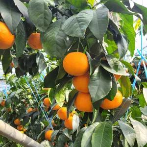 산지직송 제주 서귀포 고당도 황금향(소과) 4.5kg