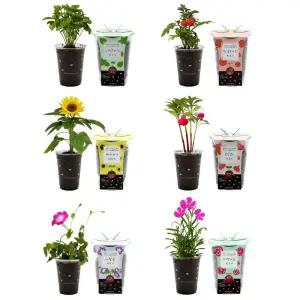 씨앗심기 씨드볼 미니화분 흙 DIY 패키지/실내식물/인테리어화분/식물키우기키트/새싹키우기