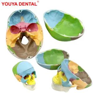 치과 두개골 해골 모델 치과 3D 의학 해부학 해부학 머리 해골 학습 교육 데모용