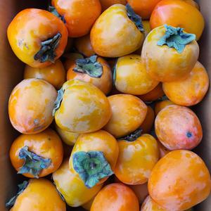 농랑부랑 경남 대봉감 홍시 곶감용 대봉 10kg 30~50과