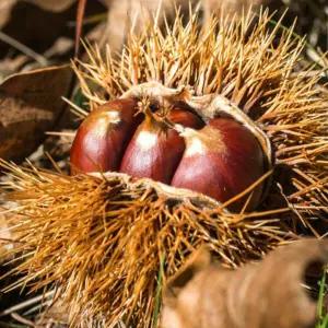 국내산 공주밤(대)무칼집1kg