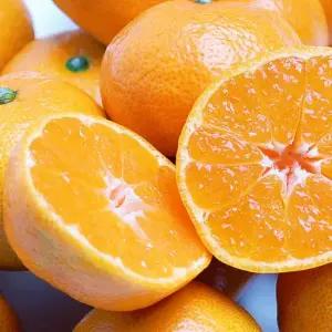 중문 달코미 감귤 5kg_2S_소과