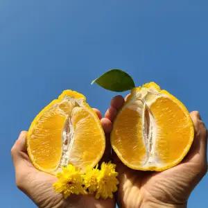 제주 프리미엄 한라봉 5kg 중소과