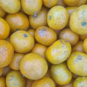 제주 노지 못난이 감귤 조생 귤 밀감 5Kg(실중량4.5Kg)