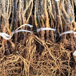 비타민나무/2년생/암3숫1/묘목/과일나무/유실수