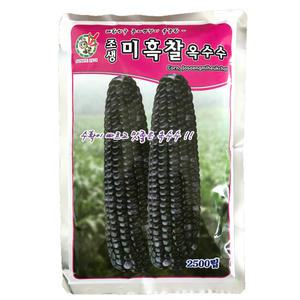 미흑찰옥수수씨앗 2500립 약75평~100평 GMO아님 F1 옥수수종자 옥수수씨앗 찰옥수수