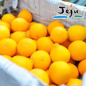 귤로올레 과즙폭발 25년 햇 제주황금향 2.5kg(랜덤과)