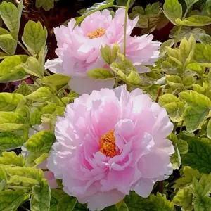 루화시옥 목단 3지 겹목단 겹꽃 모란 나무 개화주 꽃나무 묘목 노지월동 (목하원예조경)