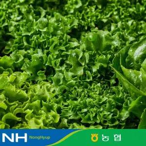 [식식한상][동김제농협] 유러피안샐러드 1kg 3-4종 버터헤드 프릴아이스 로메인 등 6종 중 랜덤발송