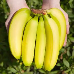 영양만점 고당도 프리미엄 바나나 13kg 대용량