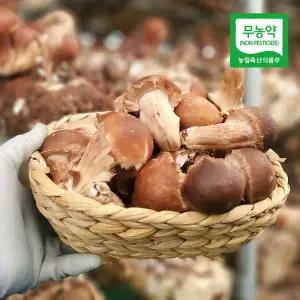 [친환경팔도][생산자직송] 충북 박대선님의 무농약 참송이 버섯 1kg(파지)