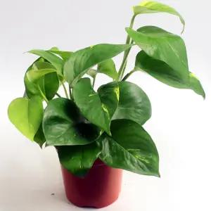 공기정화식물 스킨답서스 일산화탄소 제거 나만의 정원 반려식물 10CM모종