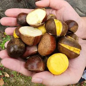 국내산 공주밤(대)칼집1kg