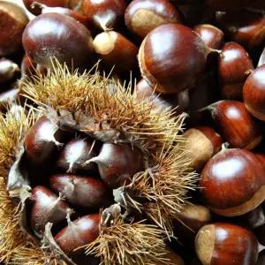 국내산 공주밤(중)무칼집1kg