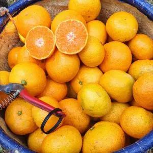제주 극조생 노지감귤 10kg 대과 L-2L