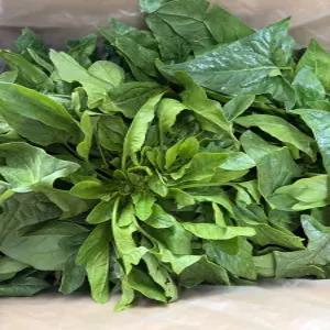 [푸드빌리지] 제철맞은 섬초시금치 시금치 4kg 특품