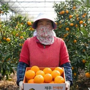 천혜향 제주 가정용 4.5kg 에라모르겠다 막 퍼드립니다.