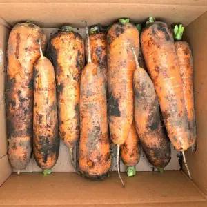 [제주땡큐베리팜영농조합법인]제주 구좌 흙당근 [상] 5kg