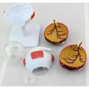 고등 생물 교보재 안구 인체 내부 모형 병원용 교육용