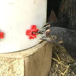 닭 병아리 니플 급수 닙플 1p 병아리니플 병아리급수 병아리닙플 닭물주기