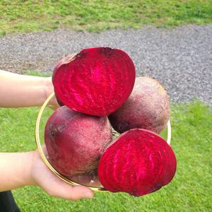 띠앗농장 제주 레드 비트 5kg /10kg