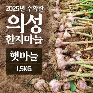 2025년산 의성마늘 햇마늘 1.5kg 마늘 농사 3대째