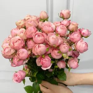 (플라워마켓) 자나 미니 장미 (반단) 꽃배달 싼곳 도매 생화꽃