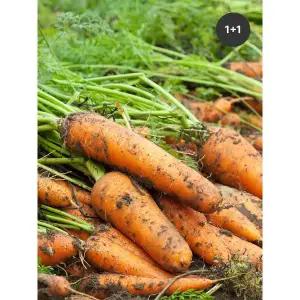 [하프클럽/초록한입]국내산 유기농 당근 2kg (1+1/총4kg), 충남 홍성