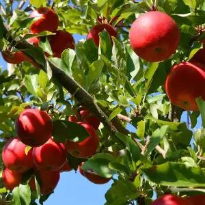 [황금열매]가정용 못난이 흠집 사과 10kg 중과 (35-47과)