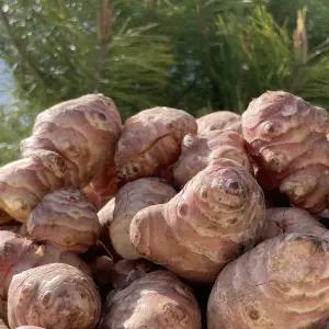 국산 햇 생 돼지감자 2/3/5kg 뚱단지