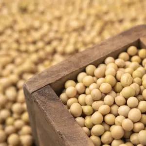 국산 백태 대두콩 10kg (5kgx2)