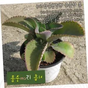 만손초 카랑코에 다육식물 실내화분 톱니잎 녹색 관엽식물 공기정화 베란다 거실 인테리어 화분