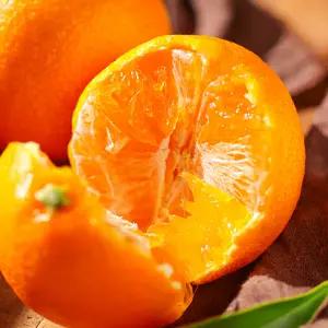 달콤함에 사르르 녹는 제주 천혜향 16브릭스의 당도 가정용 10kg 중대과 (30-50과)