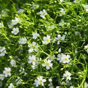 안개꽃씨앗 야생화종자 꽃씨품종 안개꽃종자 야생화키우기 (WFJ79VB)