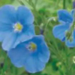 야생화씨앗 아마품종 정원용 정원야생화씨앗 아마정원씨앗 (WFJ79TE)