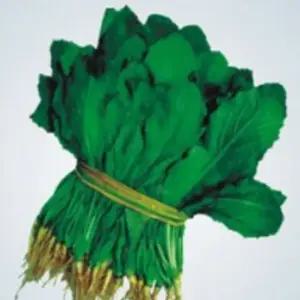 고들빼기씨앗 김장용 채소종자 김장채소종자 고들빼기재배 (WFJ70O4)