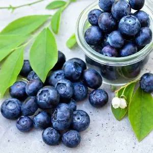 달콤한 생 블루베리 (14-16mm)125gX6팩