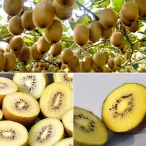 [밋앤밀] 보성 25년 햇수확 골드키위 5kg(61-82과) / 소(61g-81g)