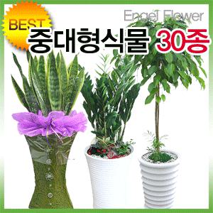 인기폭발 공기정화식물 고급화분 전국2시간 산세베리아/킹벤자민/금전수/꽃배달