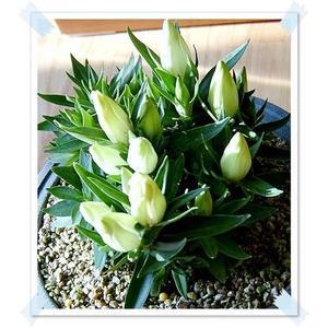 용담꽃/애기용담/야생화/10cm/3포트묶음/화단/취미/계절별 식물상태 다름