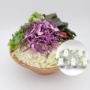 의령농산 건강채소 양배추 믹스 샐러드 1주 5일 구성