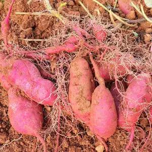 해남 황토 달달 촉촉 햇 밤 고구마 10kg 대 (300g이상)