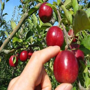 미니사과나무(알프스오토매)접목1년_(2주묶음) 유실수/묘목/A0063