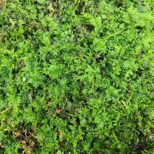 마이플랜트 소백산 깃털이끼 조경 원예 분재 돌 인테리어 테라리움 자연 이끼