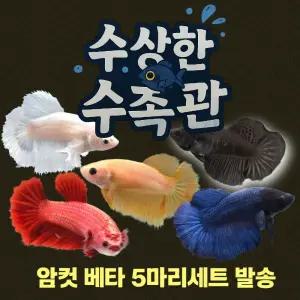 [수상한수족관] [하프문베타 ]솔리드 하프문 베타암컷 세트 / 5마리세트 /색상 랜덤발송