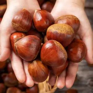 국내산 밤 알밤 햇밤 왕밤 5kg 특대