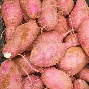 초록초록팜 해남 황토 달달 촉촉 햇 밤 고구마 5kg 긴특 (120-280g)