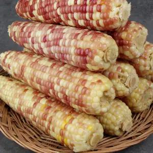 바로먹는 홍찰찐옥수수x20개입(왕특대15-18cm이상)